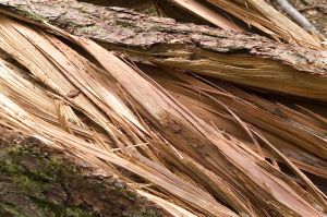 home damage prevention