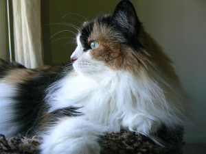 vhome safety tips Georgia