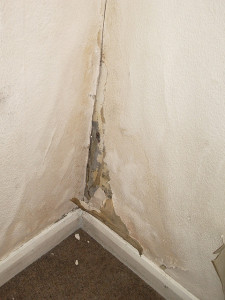 home mold repair