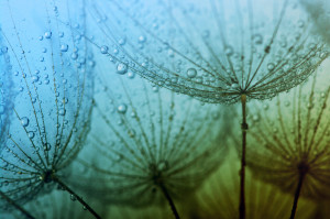 Abstract macro photo of dandelion seeds with water drops