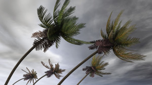 palms at hurricane