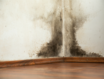 Even if you don't see this on your walls, mold could still be growing. ©iStockphoto.com/Urban78