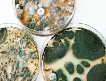 Mold can be very sneaky. Look for these signs of mold growth and hire a professional to remove it right away. ©iStockphoto.com/Guntars Grebezs