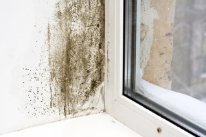 preventing mold growth